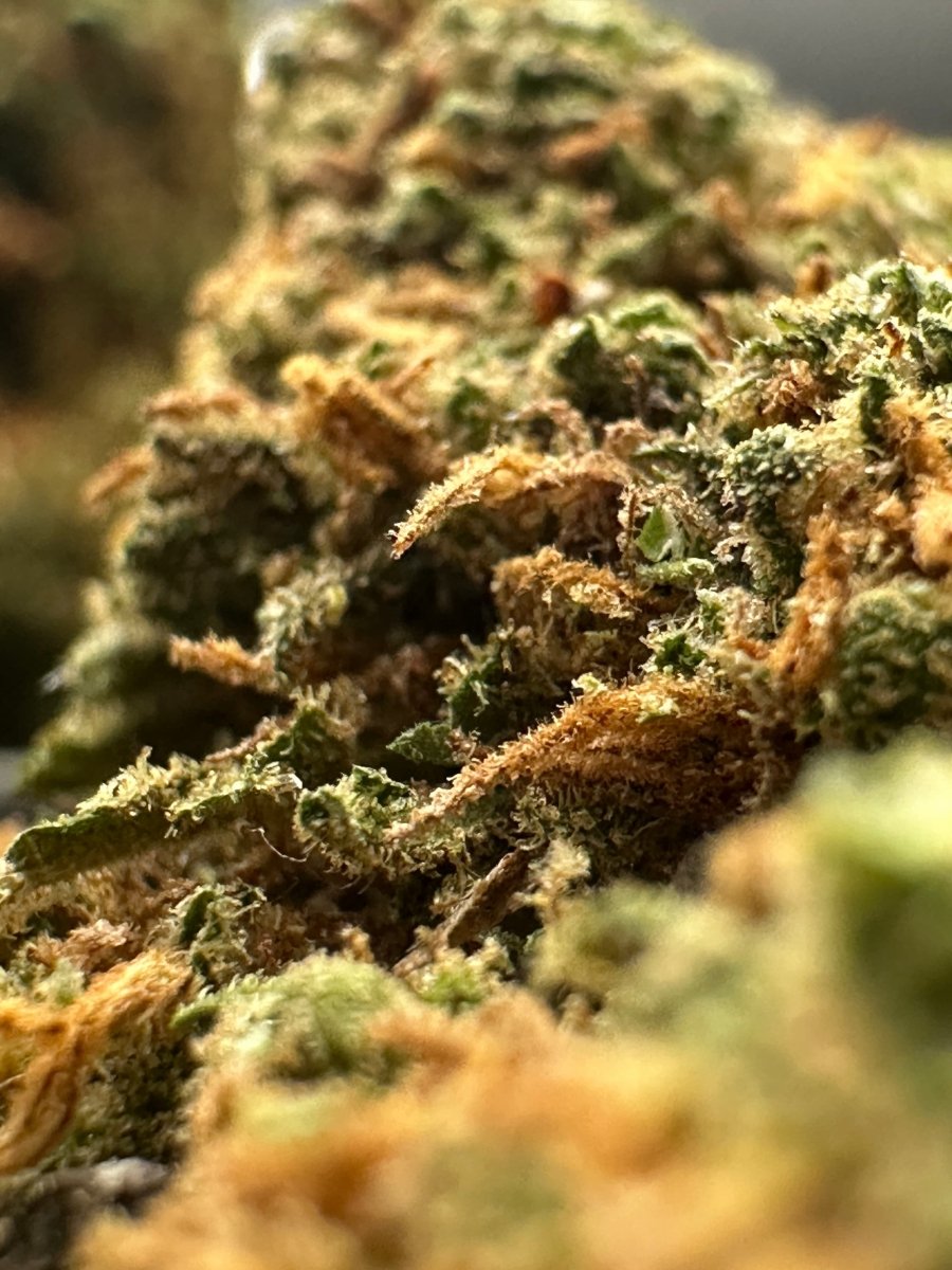 Flores CBD CALI GRAPE | CBD Indoor - HEADZ