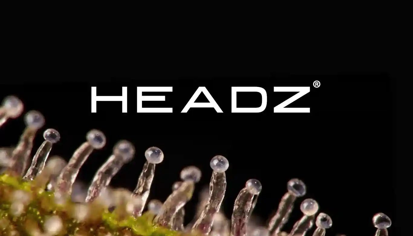 Ediciones Limitadas - HEADZ